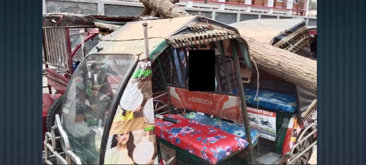 ফরিদপুর শহরে সড়কে ভেঙ্গে পড়ল মেহগনি গাছ, অল্পের জন্য প্রাণ রক্ষা